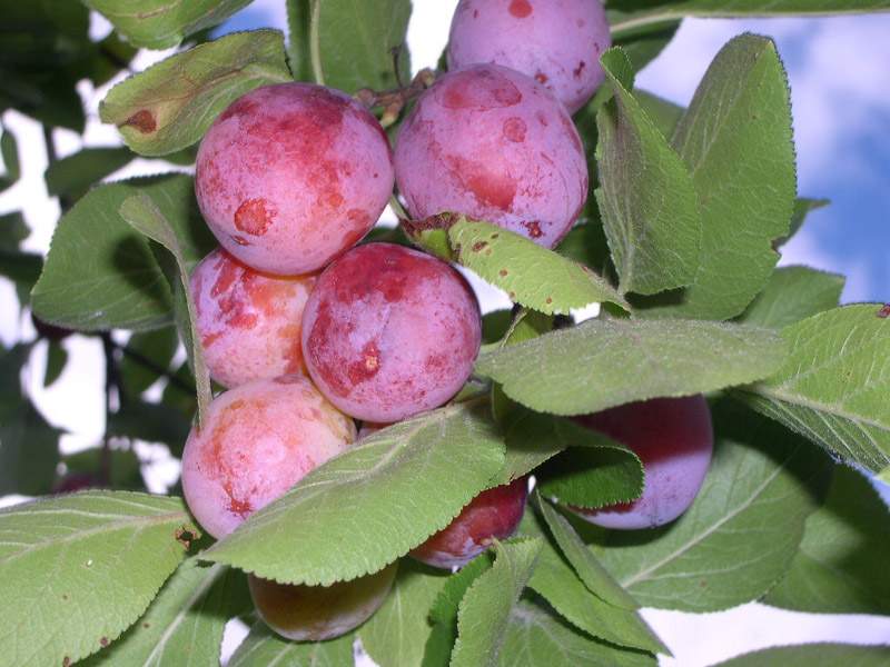 Сливово вишневый гибрид бетта описание фото